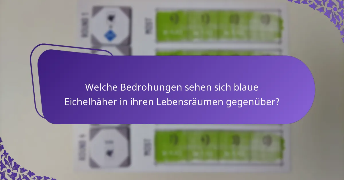 Wie interagieren blaue Eichelhäher mit ihrer Umgebung?